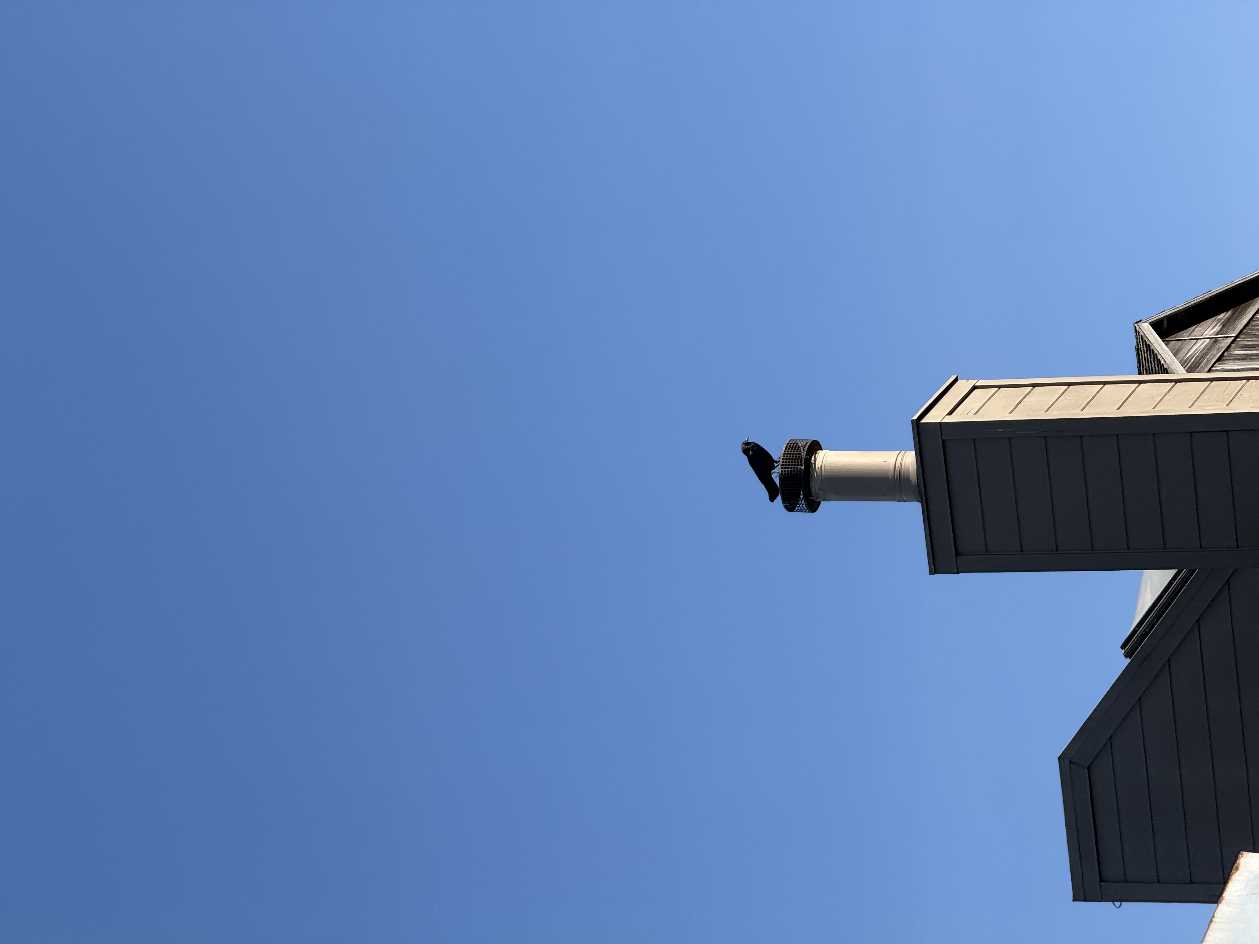 Raven on a smoke stack